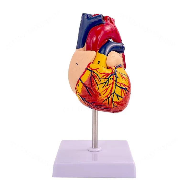 Medical Lab Ultrasound - Modello Anatomico del Cuore Umano 1:1,