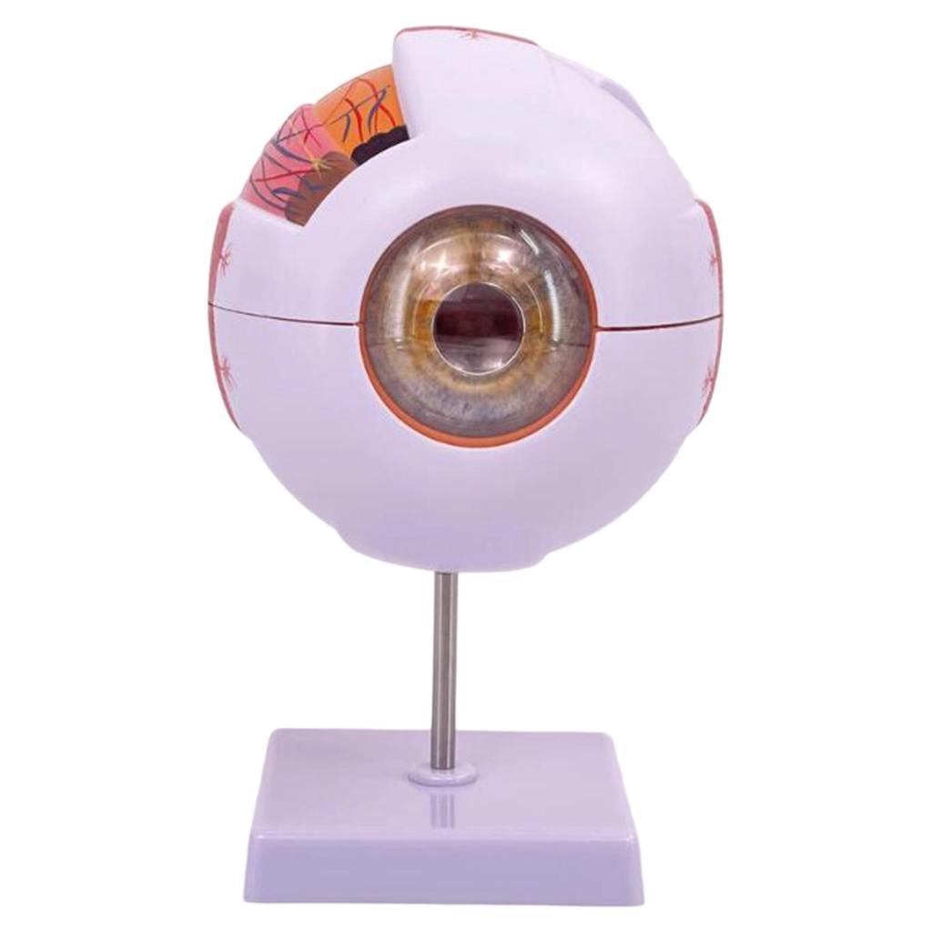 Modello anatomico dell'occhio  - Medical Lab Research recensione e prezzo
