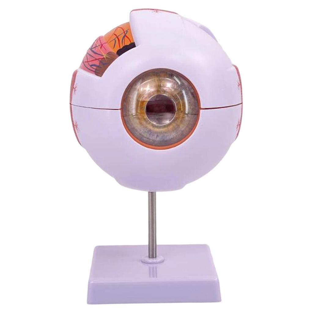 Modello anatomico dell'occhio  - Medical Lab Research recensione e prezzo