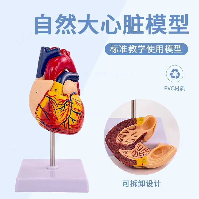 Modello Anatomico del Cuore Um - Medical Lab Ultrasound recensione e prezzo