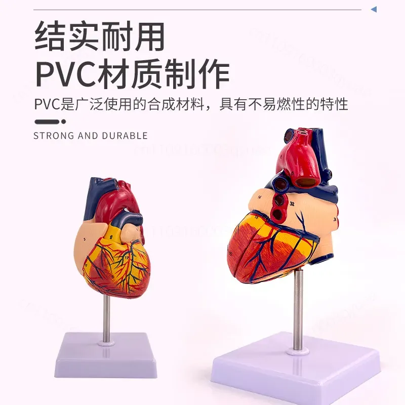 Modello Anatomico del Cuore Um - Medical Lab Ultrasound recensione e prezzo