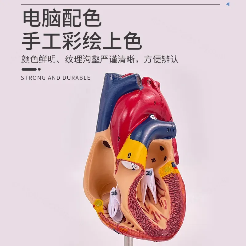 Modello Anatomico del Cuore Um - Medical Lab Ultrasound recensione e prezzo